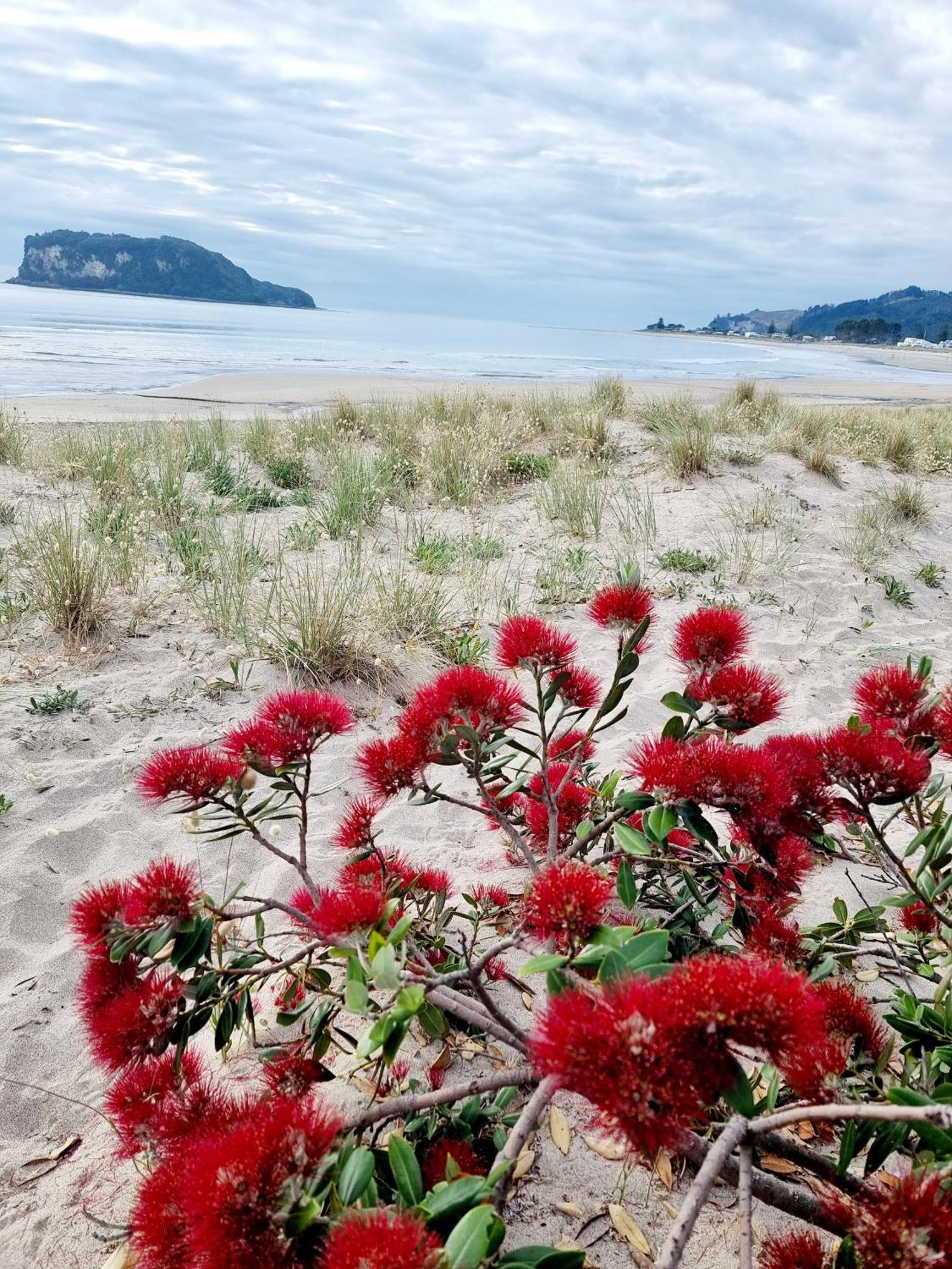 Southpacific Motel Whangamata Ngoại thất bức ảnh
